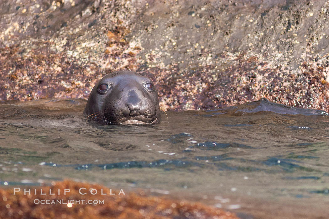 A juvenile Northern elephant seal, resting in the water, eyes the photographer. Guadalupe Island (Isla Guadalupe), Baja California, Mexico, Mirounga angustirostris, natural history stock photograph, photo id 09724