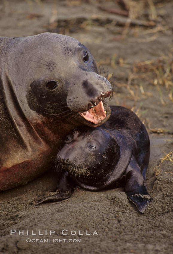 Northern elephant seal, cow/pup. Piedras Blancas, San Simeon, California, USA, Mirounga angustirostris, natural history stock photograph, photo id 00946