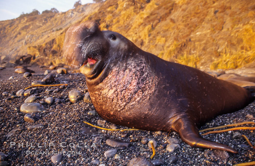 Northern elephant seal. Gorda, Big Sur, California, USA, Mirounga angustirostris, natural history stock photograph, photo id 02418