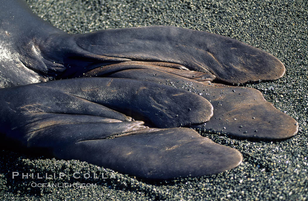 Hindflipper (tail) of a northern elephant seal, fingernails visible. Piedras Blancas, San Simeon, California, USA, Mirounga angustirostris, natural history stock photograph, photo id 10042