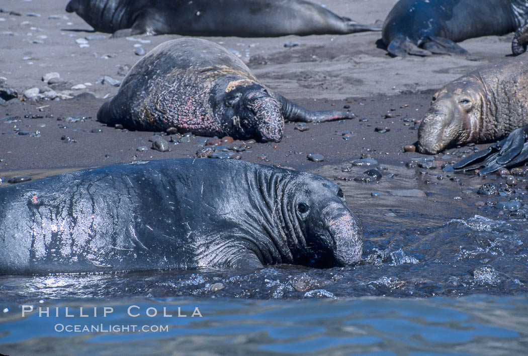 Northern elephant seals, molting, hauled out on beach. Guadalupe Island (Isla Guadalupe), Baja California, Mexico, Mirounga angustirostris, natural history stock photograph, photo id 03746