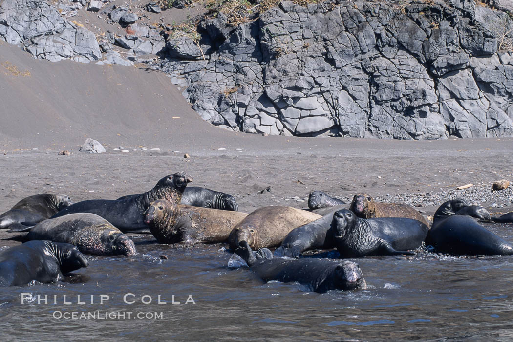 Northern elephant seals, molting, hauled out on beach. Guadalupe Island (Isla Guadalupe), Baja California, Mexico, Mirounga angustirostris, natural history stock photograph, photo id 03748