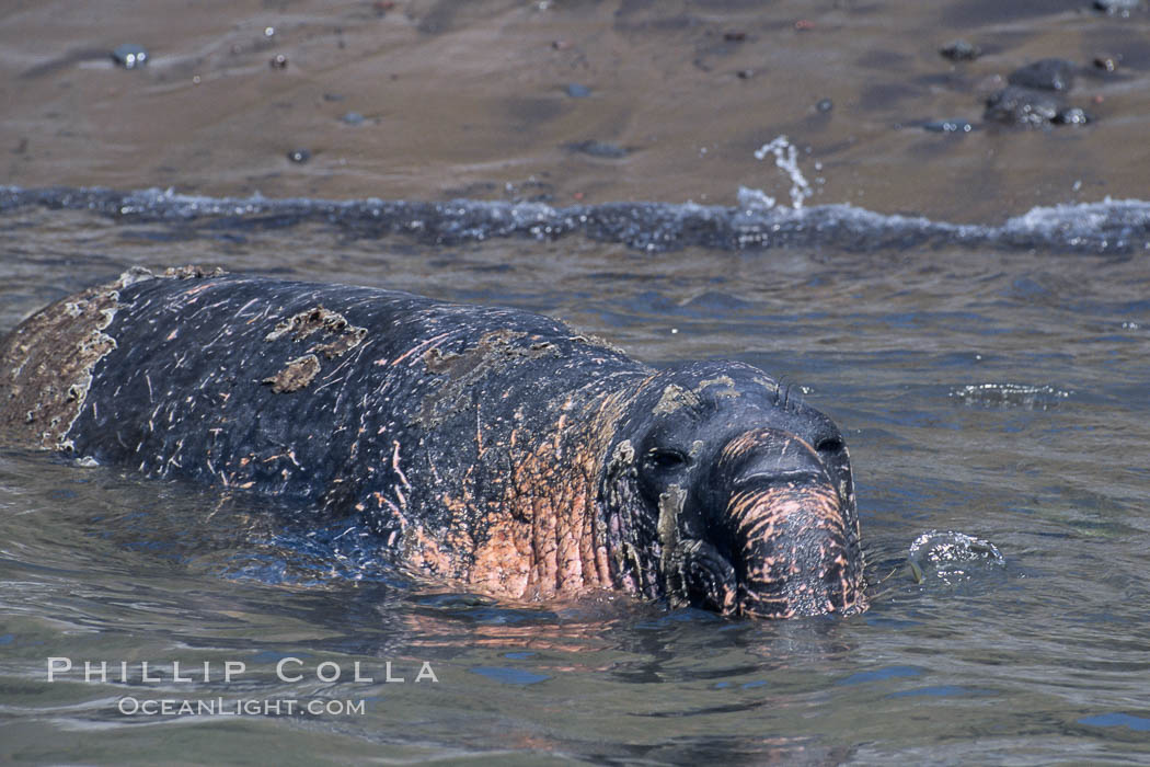 Northern elephant seals, molting, hauled out on beach. Guadalupe Island (Isla Guadalupe), Baja California, Mexico, Mirounga angustirostris, natural history stock photograph, photo id 03747