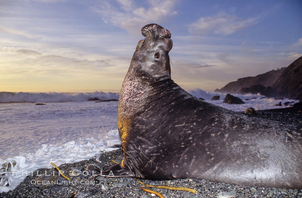 Northern elephant seal bull. Gorda, Big Sur, California, USA, Mirounga angustirostris, natural history stock photograph, photo id 02052