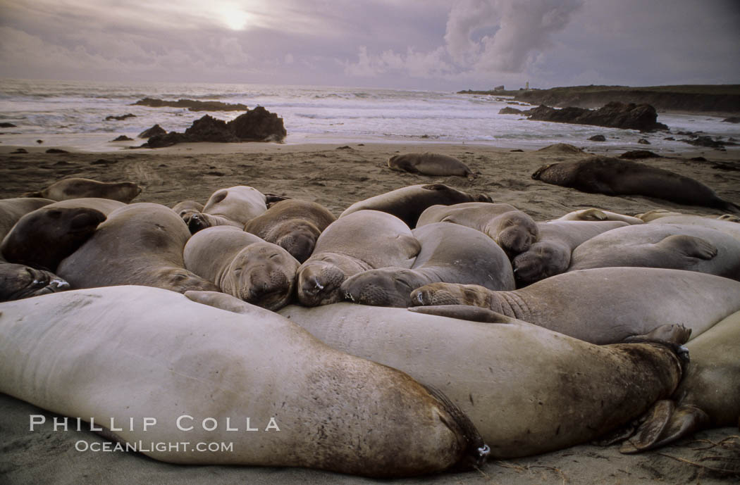 Northern elephant seals, Central California., Mirounga angustirostris, natural history stock photograph, photo id 02520