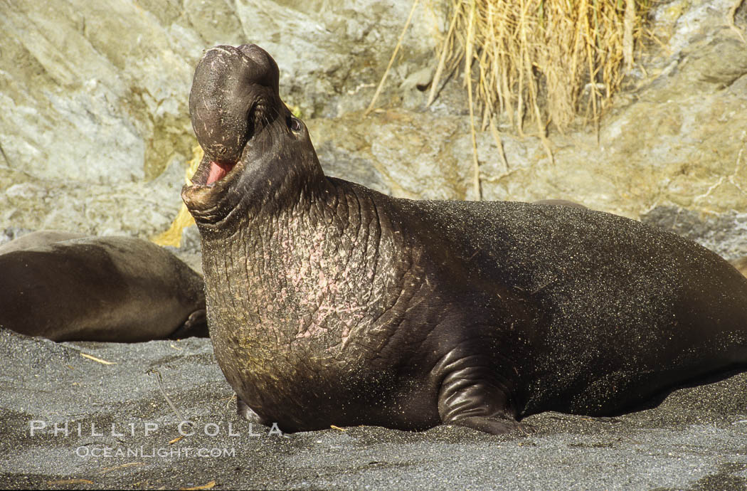 Northern elephant, adult male, territorial defense display. Piedras Blancas, San Simeon, California, USA, Mirounga angustirostris, natural history stock photograph, photo id 02524