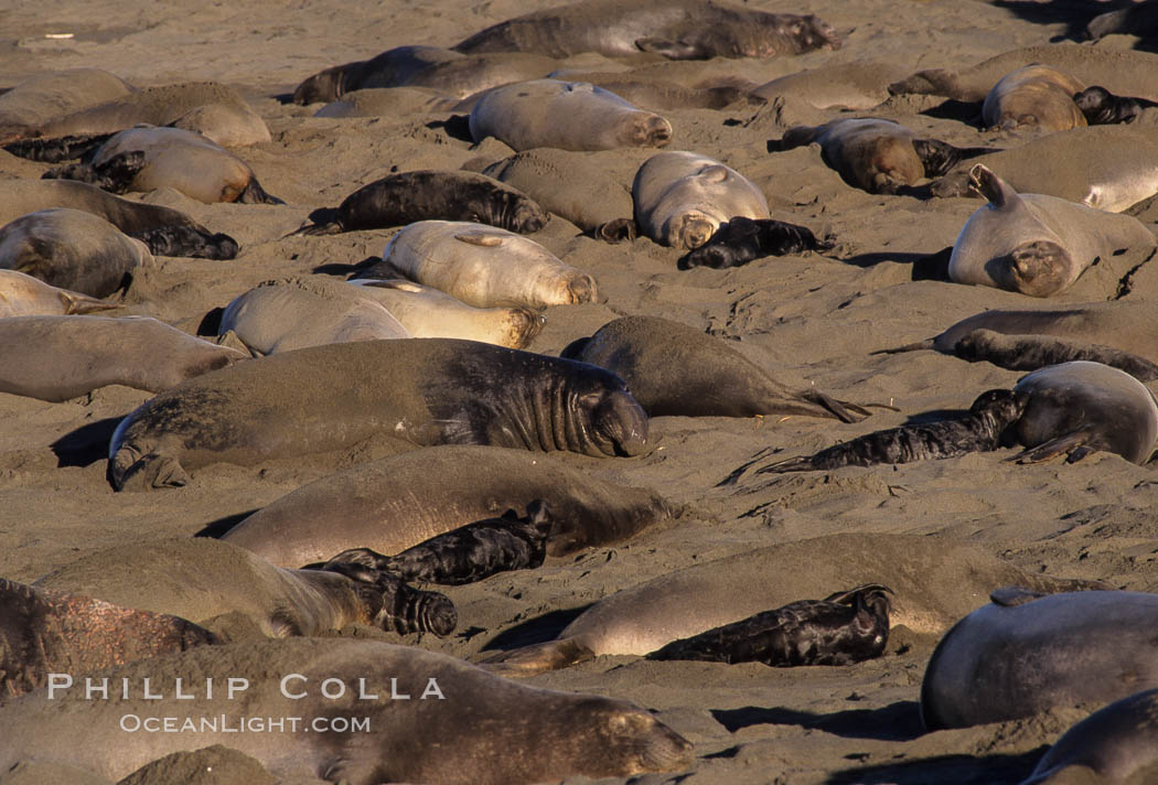 Northern elephant seal colony, hauled out mothers and pups in January. Piedras Blancas, San Simeon, California, USA, Mirounga angustirostris, natural history stock photograph, photo id 03240