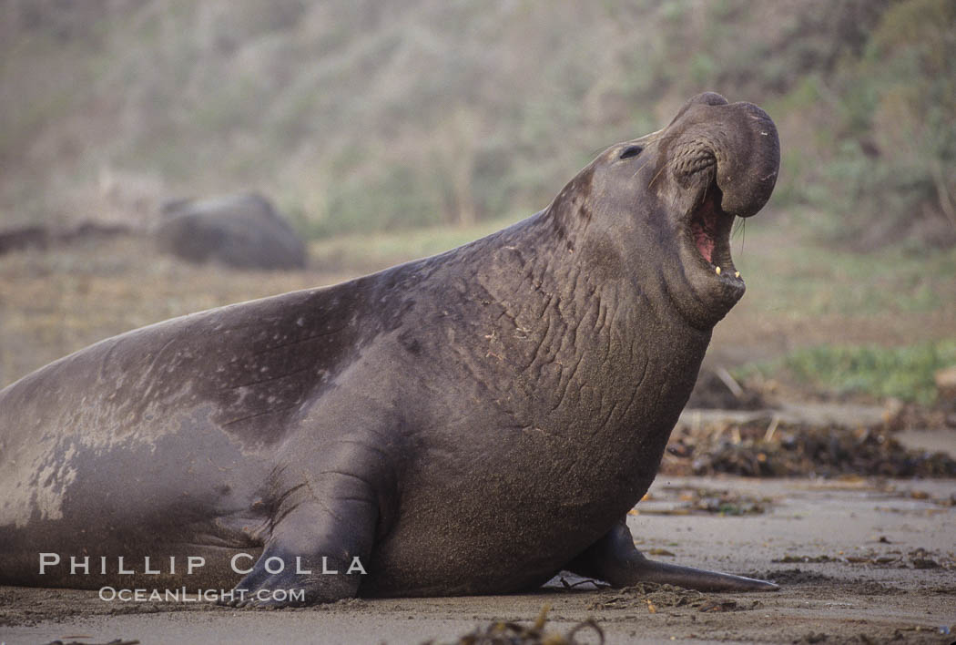 Northern elephant seal, bull. Piedras Blancas, San Simeon, California, USA, Mirounga angustirostris, natural history stock photograph, photo id 00947