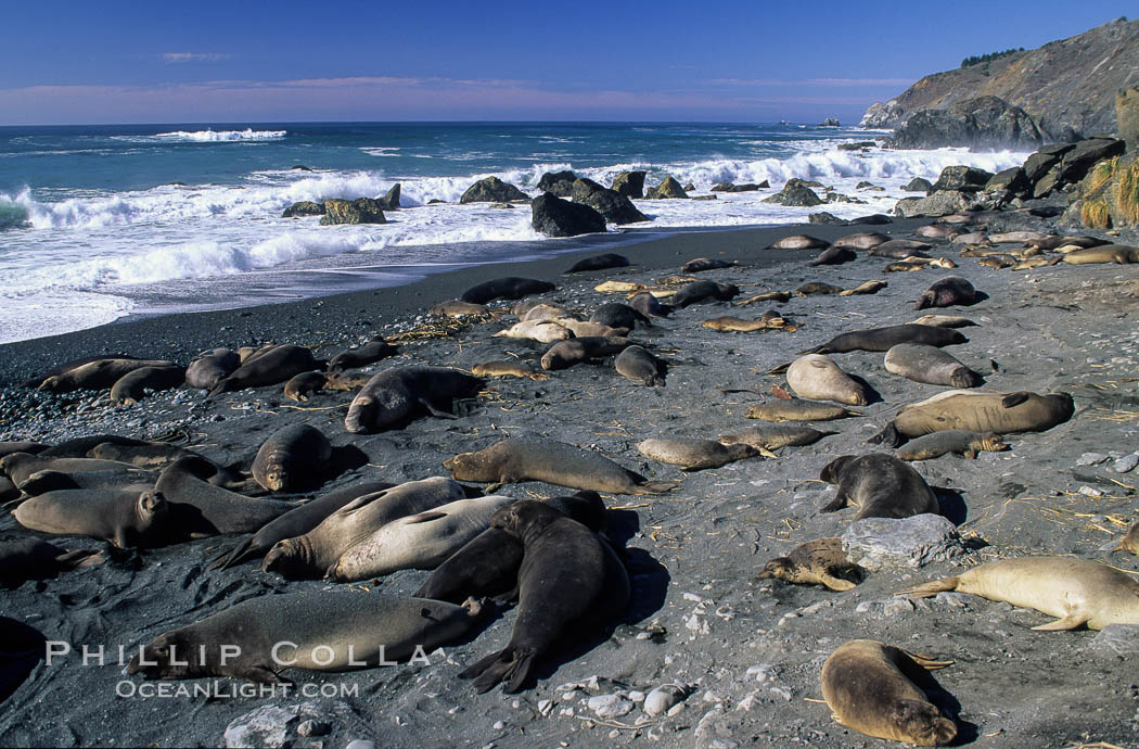 Northern elephant seals. Gorda, Big Sur, California, USA, Mirounga angustirostris, natural history stock photograph, photo id 02519