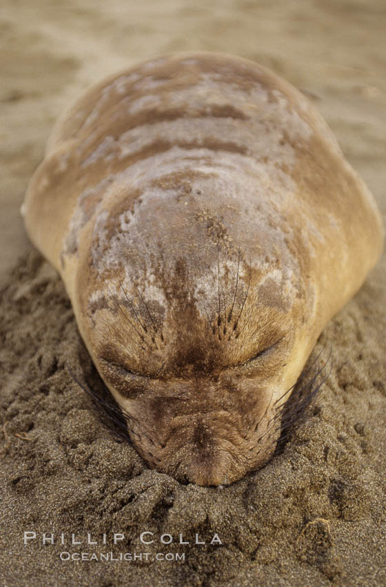 Juvenile Northern elephant seal sleeping on beach. Piedras Blancas, San Simeon, California, USA, Mirounga angustirostris, natural history stock photograph, photo id 02523