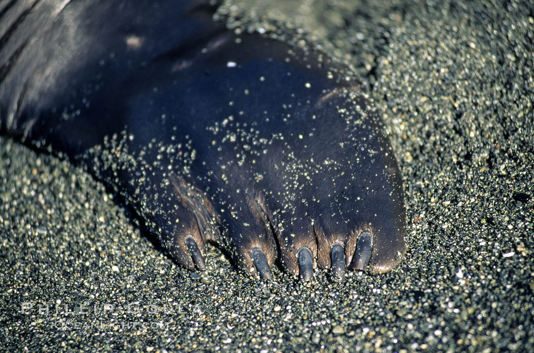 Foreflipper of a northern elephant seal, fingernails visible. Piedras Blancas, San Simeon, California, USA, Mirounga angustirostris, natural history stock photograph, photo id 10039