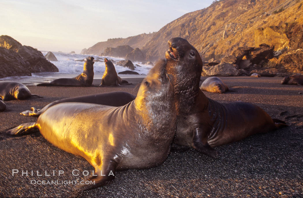 Northern elephant seals. Gorda, Big Sur, California, USA, Mirounga angustirostris, natural history stock photograph, photo id 10043