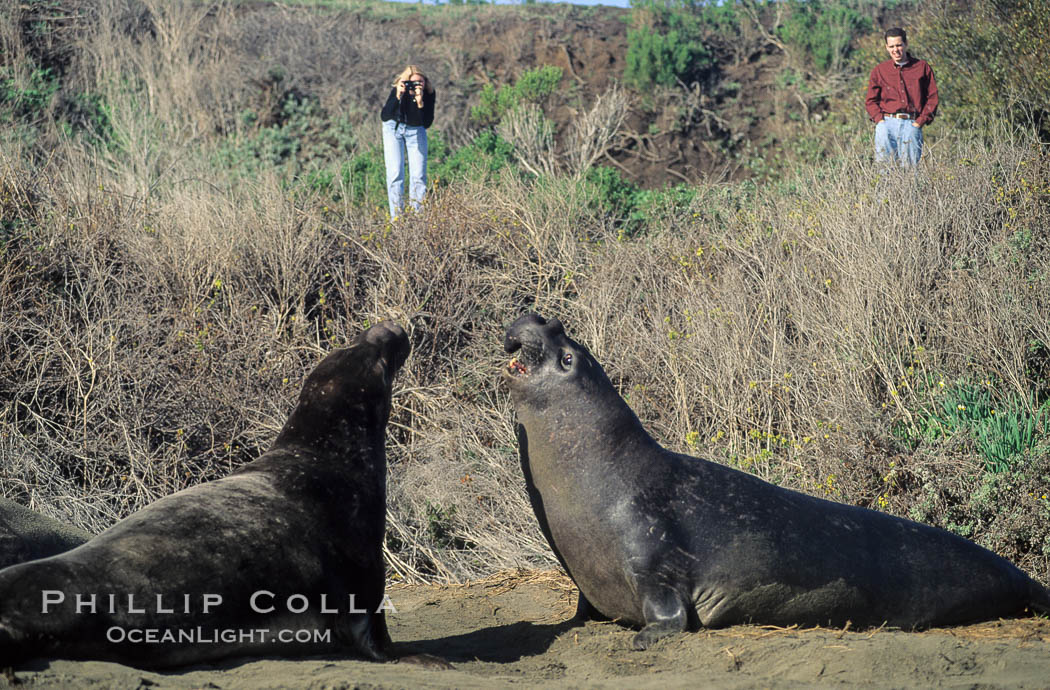 Tourists observing Northern elephant seals. Piedras Blancas, San Simeon, California, USA, Mirounga angustirostris, natural history stock photograph, photo id 02525