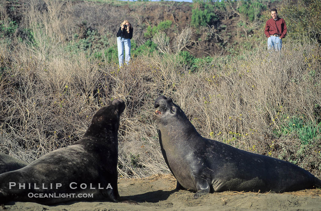 Tourists observing Northern elephant seals., Mirounga angustirostris, natural history stock photograph, photo id 02525