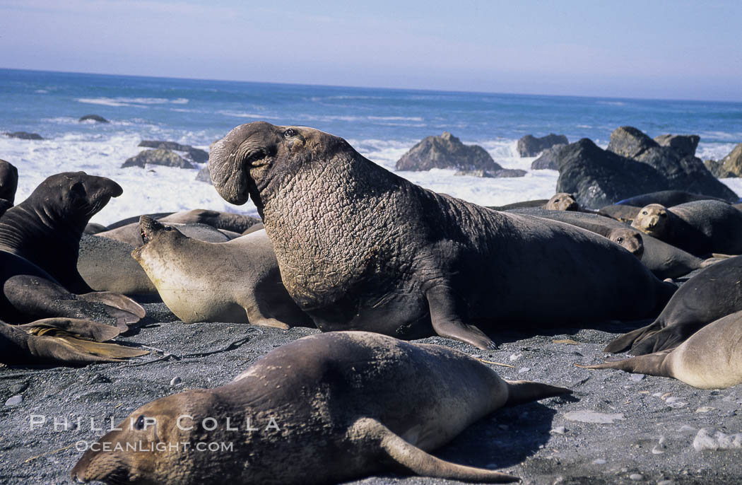 Northern elephant seals. Gorda, Big Sur, California, USA, Mirounga angustirostris, natural history stock photograph, photo id 10041