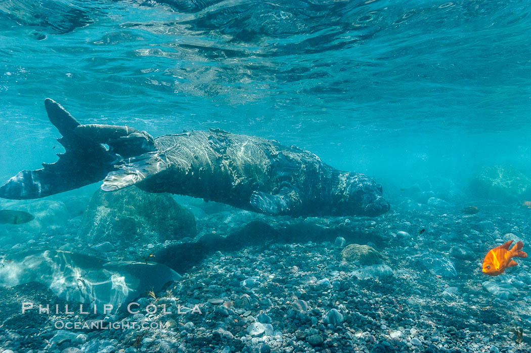 Juvenile northern elephant seal warily watches the photographer, underwater. Guadalupe Island (Isla Guadalupe), Baja California, Mexico, natural history stock photograph, photo id 10097