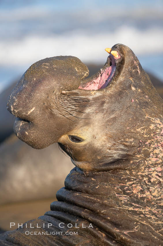 Bull elephant seal, adult male, bellowing. Its huge proboscis is characteristic of male elephant seals. Scarring from combat with other males.  Central California. Piedras Blancas, San Simeon, USA, Mirounga angustirostris, natural history stock photograph, photo id 15390