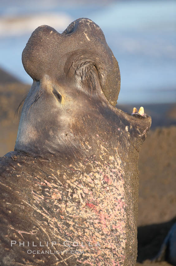 Bull elephant seal, adult male, bellowing. Its huge proboscis is characteristic of male elephant seals. Scarring from combat with other males.  Central California. Piedras Blancas, San Simeon, USA, Mirounga angustirostris, natural history stock photograph, photo id 15514