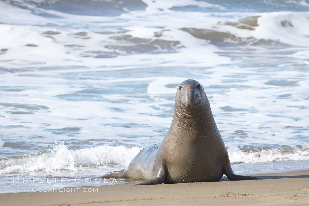 Bull elephant seal exits the water to retake his position on the beach.  He shows considerable scarring on his chest and proboscis from many winters fighting other males for territory and rights to a harem of females.  Sandy beach rookery, winter, Central California. Piedras Blancas, San Simeon, USA, Mirounga angustirostris, natural history stock photograph, photo id 20394