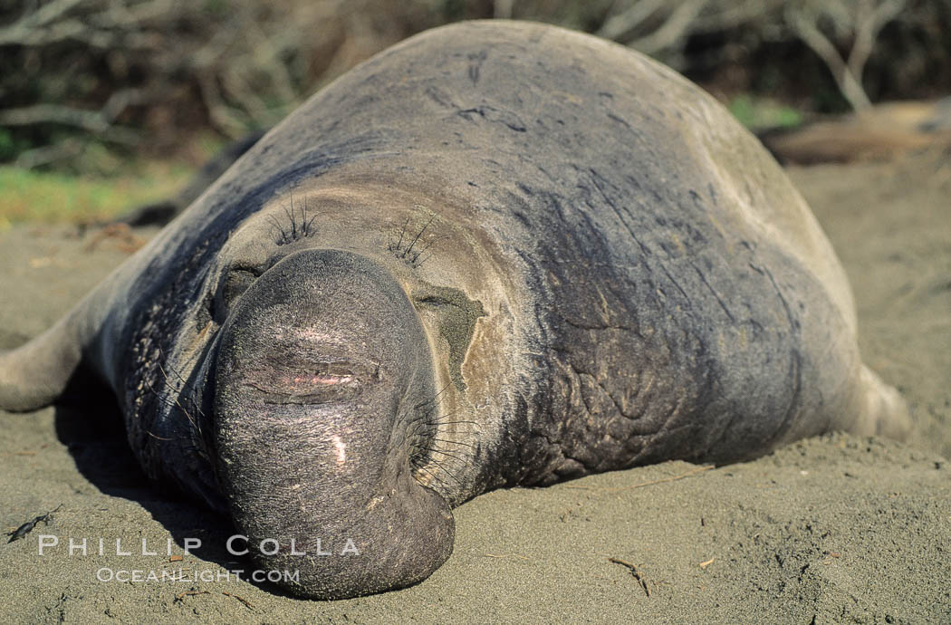 Northern elephant seal, adult male with large proboscis. Piedras Blancas, San Simeon, California, USA, Mirounga angustirostris, natural history stock photograph, photo id 10036