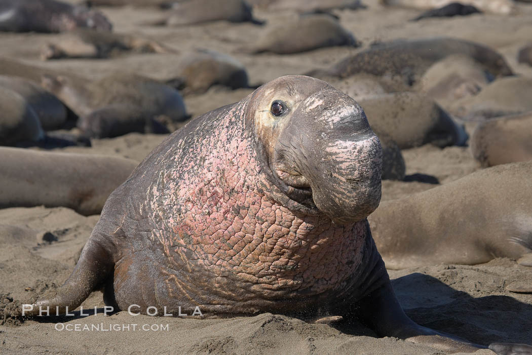 This bull elephant seal, an old adult male, shows extreme scarring on his chest and proboscis from many winters fighting other males for territory and rights to a harem of females.  Sandy beach rookery, winter, Central California. Piedras Blancas, San Simeon, USA, Mirounga angustirostris, natural history stock photograph, photo id 15388