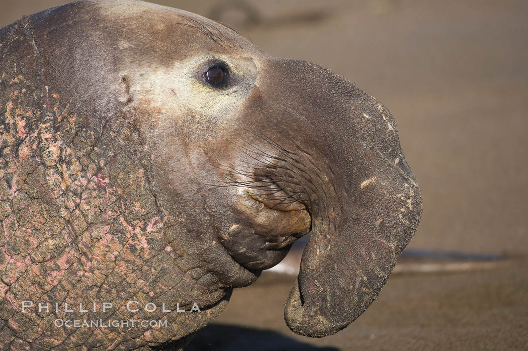 Huge proboscis (nose) of an adult male elephant seal.  Central California. Piedras Blancas, San Simeon, USA, Mirounga angustirostris, natural history stock photograph, photo id 15452