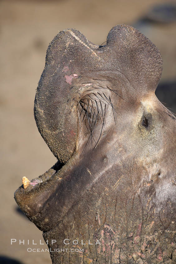 Bull elephant seal, adult male, bellowing. Its huge proboscis is characteristic of male elephant seals. Scarring from combat with other males.  Central California. Piedras Blancas, San Simeon, USA, Mirounga angustirostris, natural history stock photograph, photo id 15456