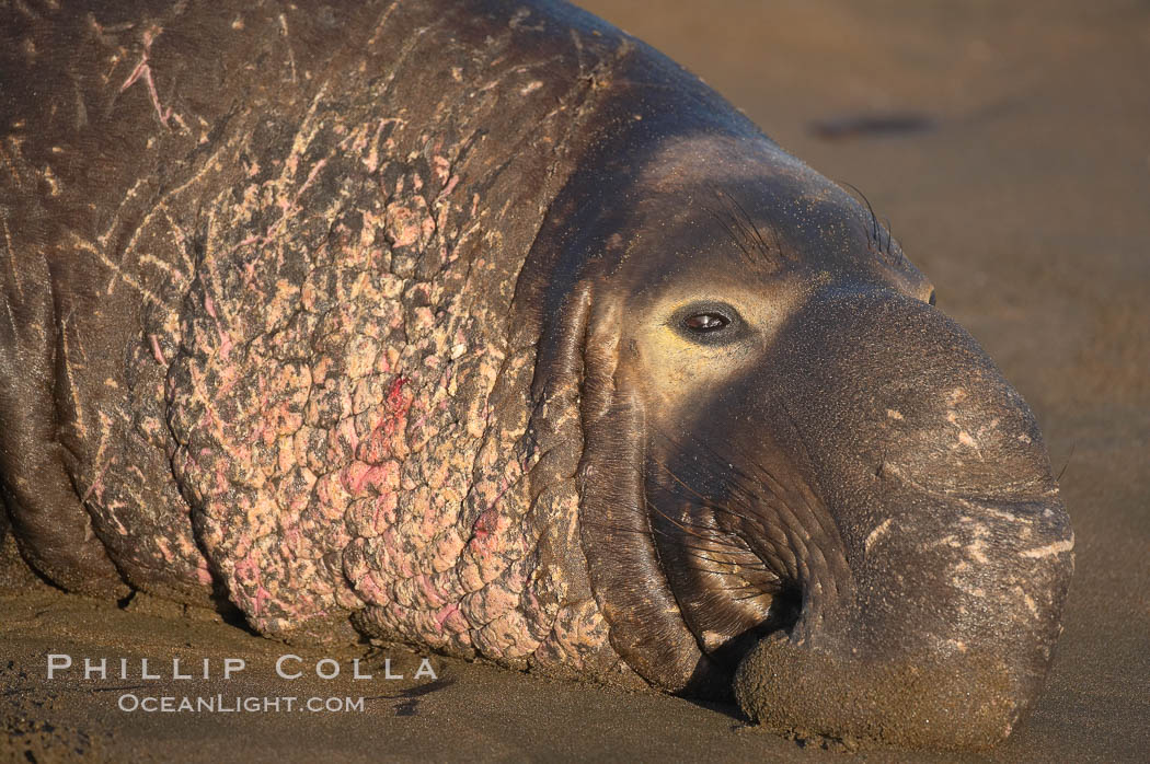 Bull elephant seal lies on the sand.  This old male shows the huge proboscis characteristic of this species, as well as considerable scarring on his chest and proboscis from many winters fighting other males for territory and rights to a harem of females.  Sandy beach rookery, winter, Central California. Piedras Blancas, San Simeon, USA, Mirounga angustirostris, natural history stock photograph, photo id 15500