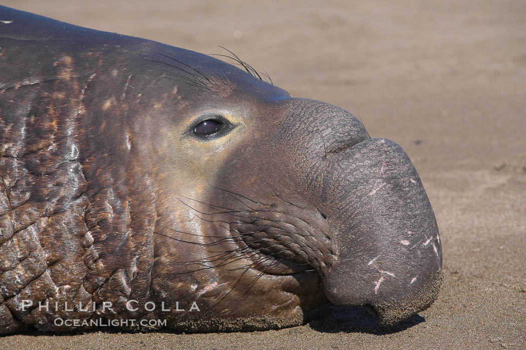 Adult male elephant seal lies on the beach, displaying the huge proboscis which is characteristic of the species.  Winter, Central California. Piedras Blancas, San Simeon, USA, Mirounga angustirostris, natural history stock photograph, photo id 15540