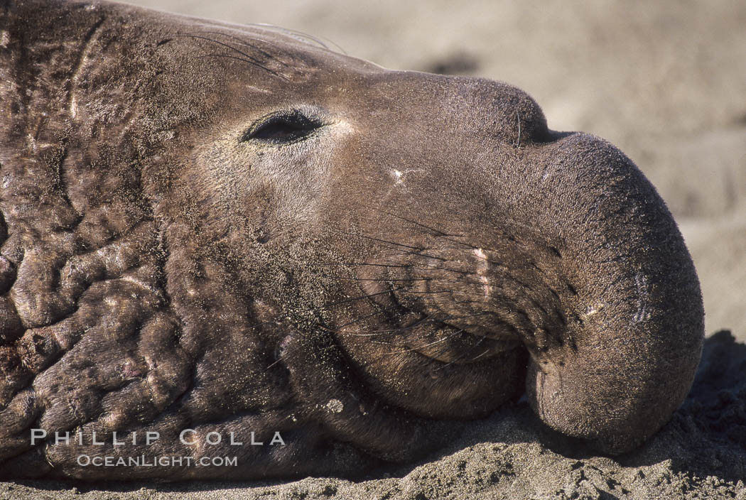 Northern elephant seal, adult male with large proboscis. Piedras Blancas, San Simeon, California, USA, Mirounga angustirostris, natural history stock photograph, photo id 10063