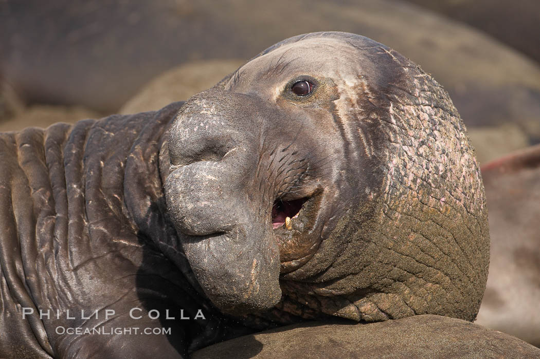This bull elephant seal surveys his territory.  He shows scarring on his chest and proboscis from fighting other males for territory and rights to a harem of females.  Sandy beach rookery, winter, Central California. Piedras Blancas, San Simeon, USA, Mirounga angustirostris, natural history stock photograph, photo id 15391