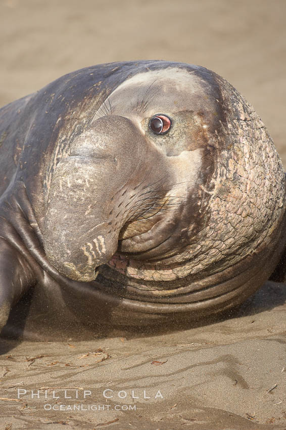 This bull elephant seal, an old adult male, shows extreme scarring on his chest and proboscis from many winters fighting other males for territory and rights to a harem of females. Piedras Blancas, San Simeon, California, USA, Mirounga angustirostris, natural history stock photograph, photo id 20393