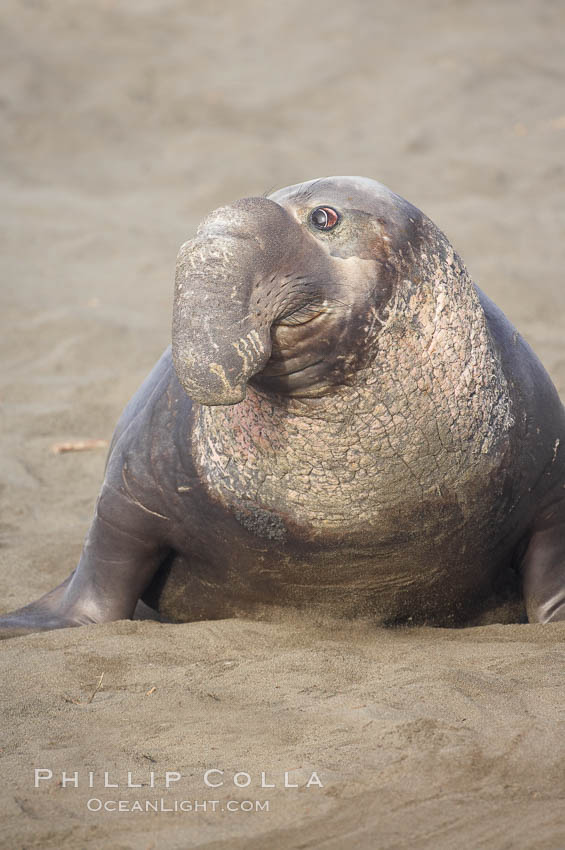 This bull elephant seal, an old adult male, shows extreme scarring on his chest and proboscis from many winters fighting other males for territory and rights to a harem of females. Piedras Blancas, San Simeon, California, USA, Mirounga angustirostris, natural history stock photograph, photo id 20401