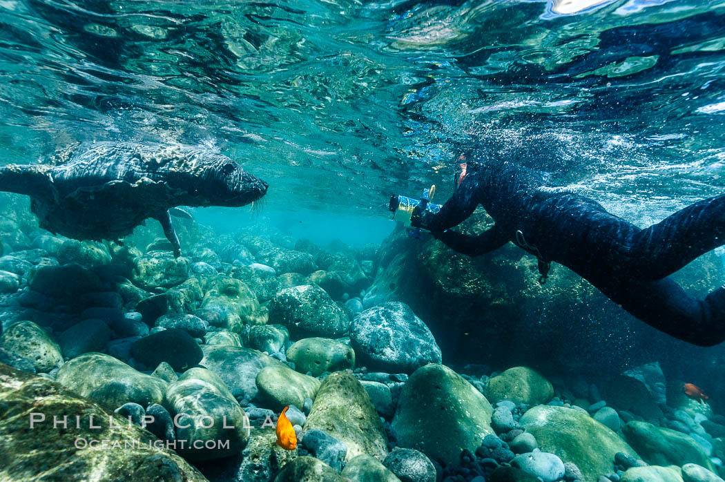 Juvenile northern elephant seal warily watches the photographer, underwater. Guadalupe Island (Isla Guadalupe), Baja California, Mexico, Mirounga angustirostris, natural history stock photograph, photo id 10101