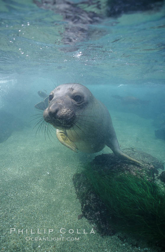 Northern elephant seal, San Benito Islands. San Benito Islands (Islas San Benito), Baja California, Mexico, Mirounga angustirostris, natural history stock photograph, photo id 00942