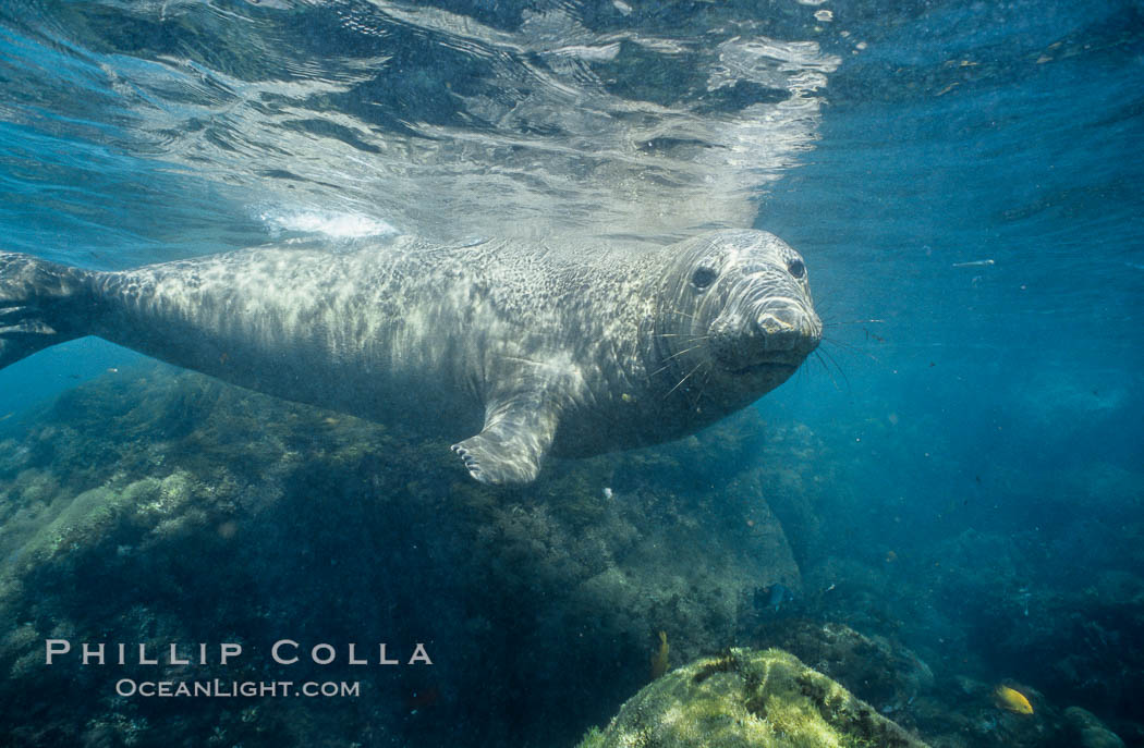 Northern elephant seal. Guadalupe Island (Isla Guadalupe), Baja California, Mexico, Mirounga angustirostris, natural history stock photograph, photo id 03506