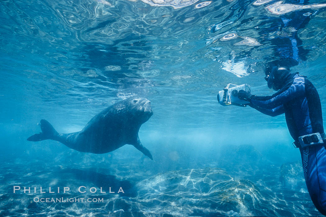 Northern elephant seal. Guadalupe Island (Isla Guadalupe), Baja California, Mexico, Mirounga angustirostris, natural history stock photograph, photo id 03510