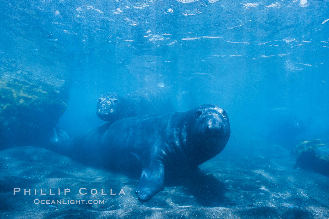 Northern elephant seal. Guadalupe Island (Isla Guadalupe), Baja California, Mexico, Mirounga angustirostris, natural history stock photograph, photo id 03518
