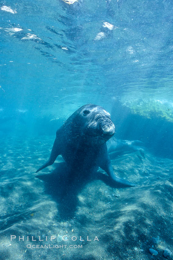 Northern elephant seal. Guadalupe Island (Isla Guadalupe), Baja California, Mexico, Mirounga angustirostris, natural history stock photograph, photo id 03526