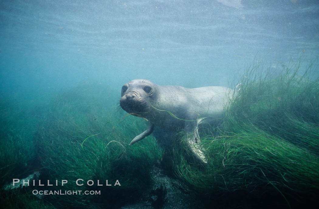 Juvenile northern elephant seal, underwater, San Benito Islands. San Benito Islands (Islas San Benito), Baja California, Mexico, Mirounga angustirostris, natural history stock photograph, photo id 10034