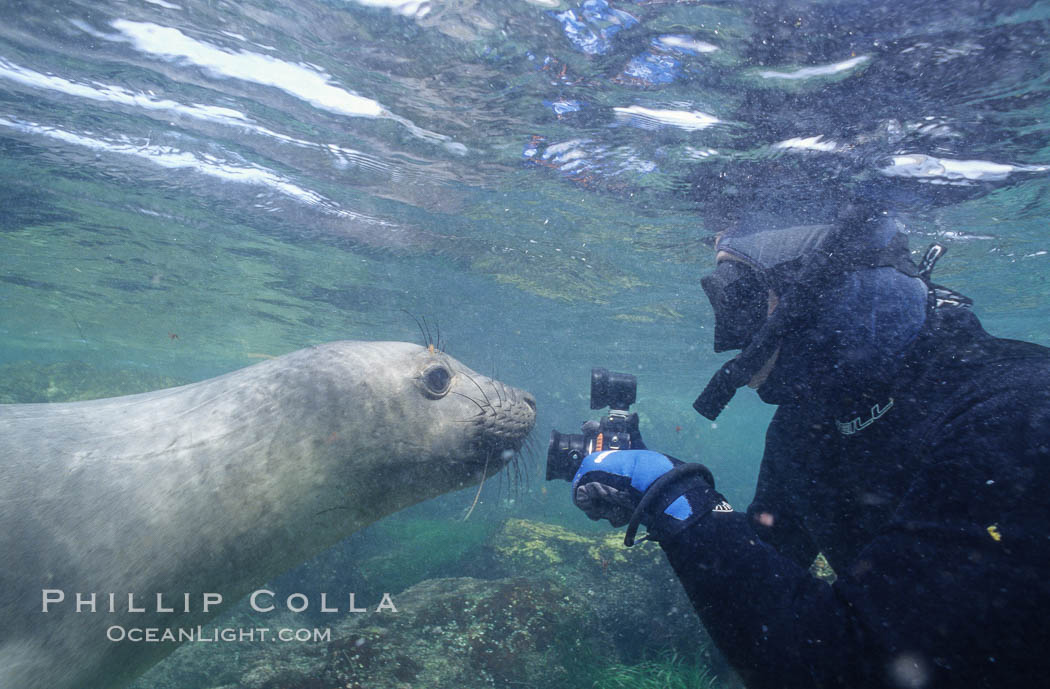 Northern elephant seal,  San Benito Islands. San Benito Islands (Islas San Benito), Baja California, Mexico, Mirounga angustirostris, natural history stock photograph, photo id 00944