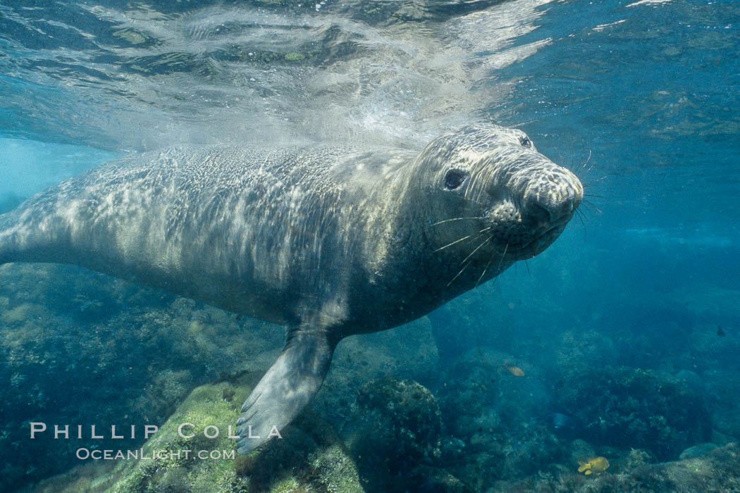 Northern elephant seal underwater at Guadalupe Island. Guadalupe Island (Isla Guadalupe), Baja California, Mexico, Mirounga angustirostris, natural history stock photograph, photo id 03508
