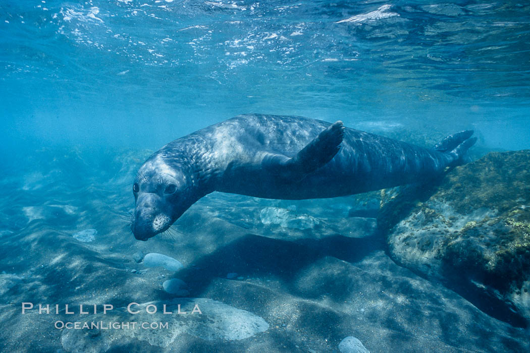 Northern elephant seal, Mirounga angustirostris photo, Guadalupe Island