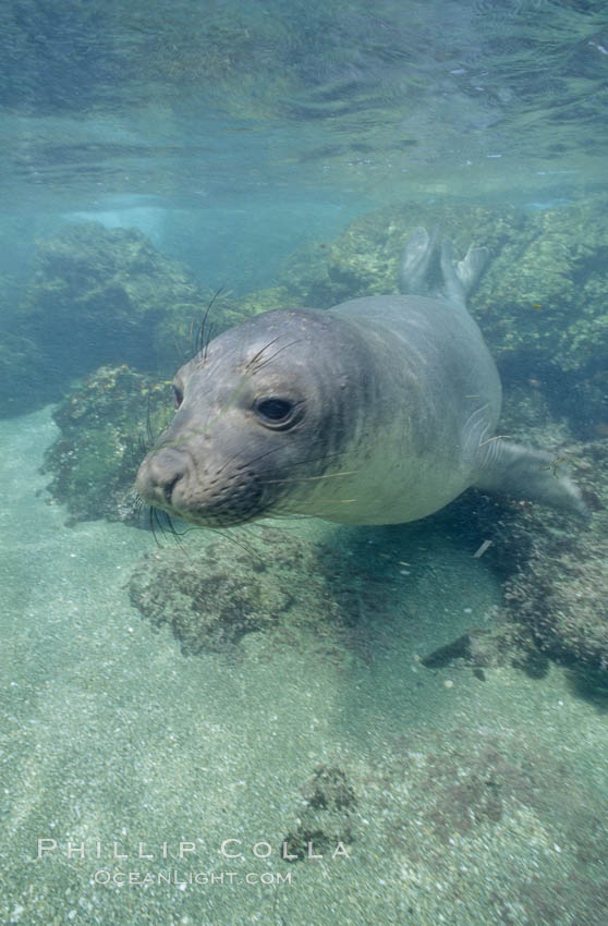 Juvenile northern elephant seal, underwater, San Benito Islands. San Benito Islands (Islas San Benito), Baja California, Mexico, Mirounga angustirostris, natural history stock photograph, photo id 10032
