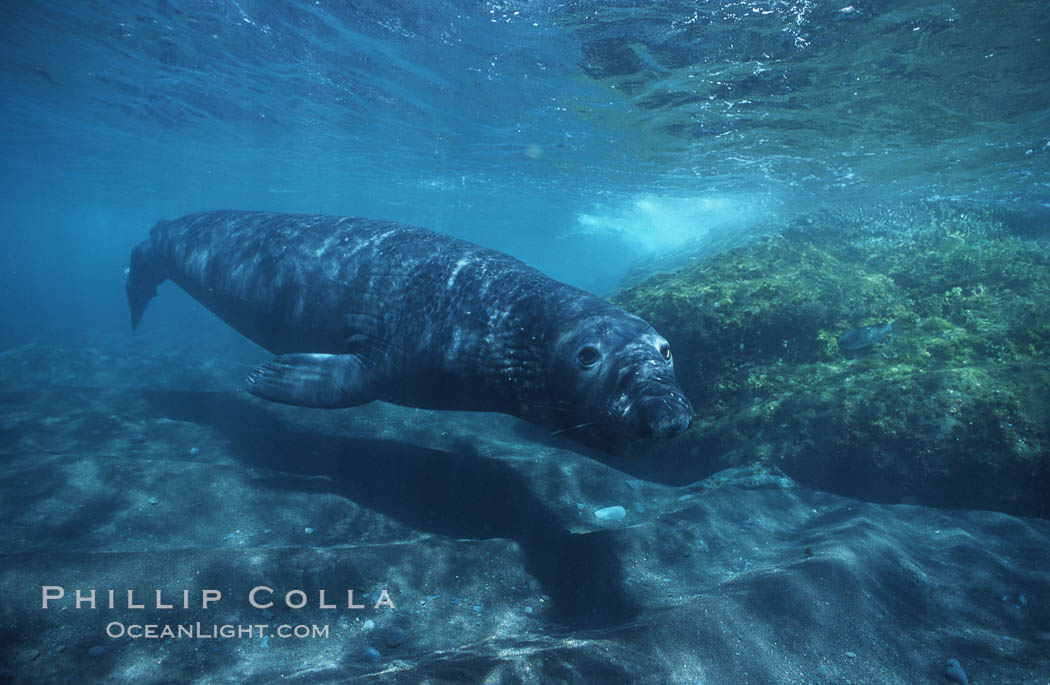 Northern elephant seal. Guadalupe Island (Isla Guadalupe), Baja California, Mexico, Mirounga angustirostris, natural history stock photograph, photo id 03511