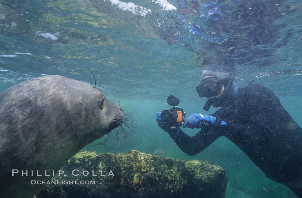 Northern elephant seal and freediving photographer, underwater, San Benito Islands. San Benito Islands (Islas San Benito), Baja California, Mexico, Mirounga angustirostris, natural history stock photograph, photo id 10031