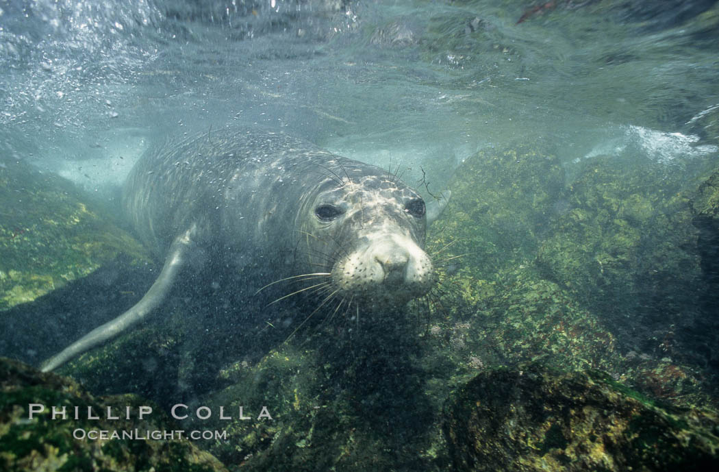 Northern elephant seal, underwater, San Benito Islands. San Benito Islands (Islas San Benito), Baja California, Mexico, Mirounga angustirostris, natural history stock photograph, photo id 10035