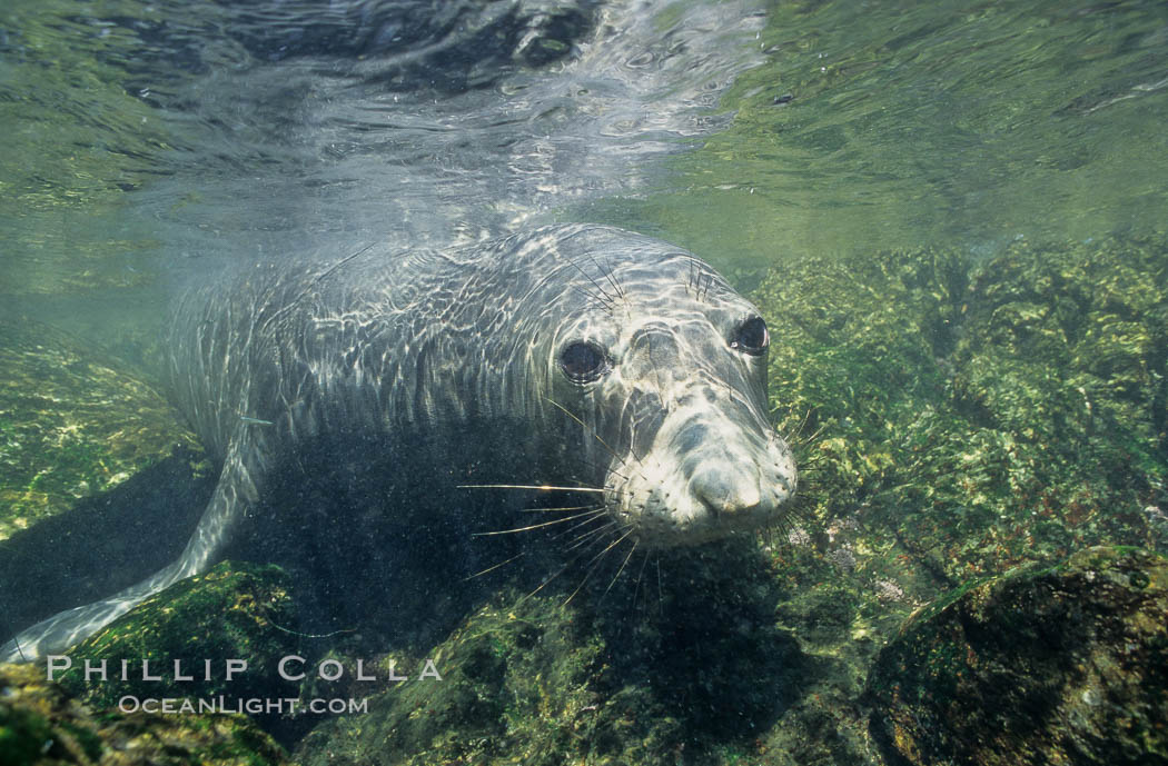 Northern elephant seal, San Benito Islands. San Benito Islands (Islas San Benito), Baja California, Mexico, Mirounga angustirostris, natural history stock photograph, photo id 02161