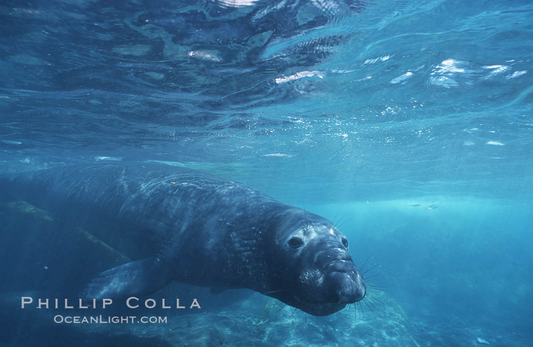 Northern elephant seal. Guadalupe Island (Isla Guadalupe), Baja California, Mexico, Mirounga angustirostris, natural history stock photograph, photo id 03513