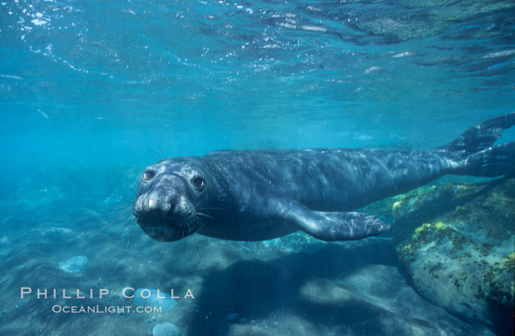 Northern elephant seal. Guadalupe Island (Isla Guadalupe), Baja California, Mexico, Mirounga angustirostris, natural history stock photograph, photo id 03517